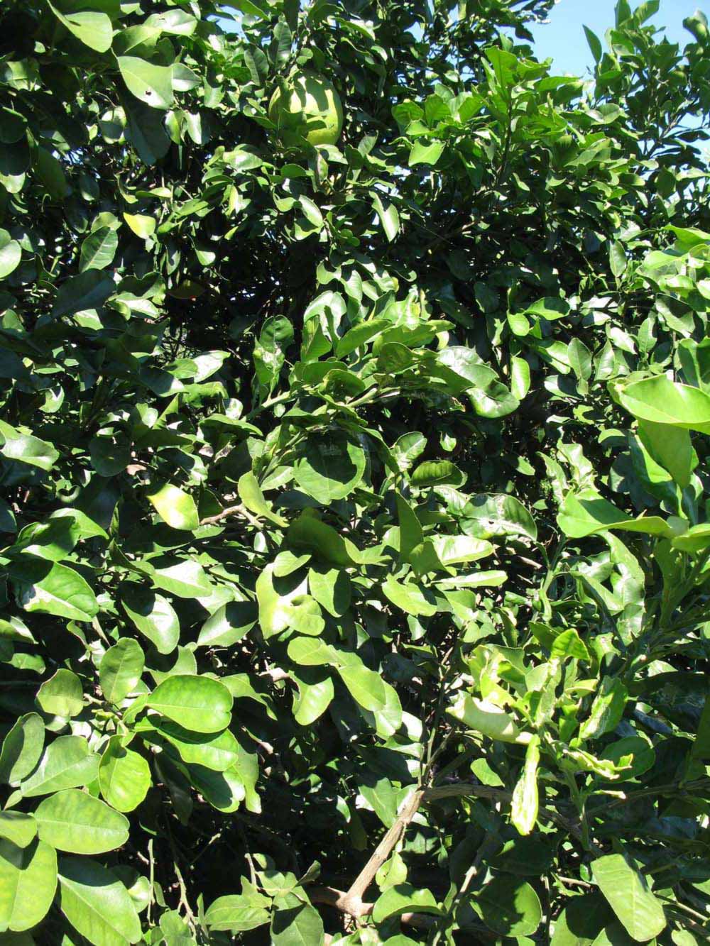              Sun leaves (Winter Haven, FL)       